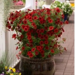 img-1: Петуния ампельная F1 Тайдал Вэйв Ред Велюр [100 драже] - ООО «Семена Тут»