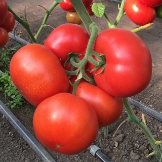 img-0: Томат Рестлер F1* - ООО «Семена Тут»