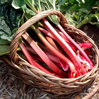 img-0: Ревень Виктория - ООО «Семена Тут»