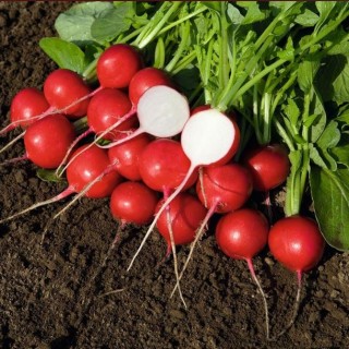 Редис Ровер F1 - ООО «Семена Тут»