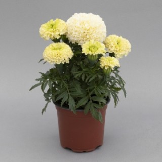 img-1: Бархатцы прямостоячие Вайтголд Мини [100 шт] - ООО «Семена Тут»