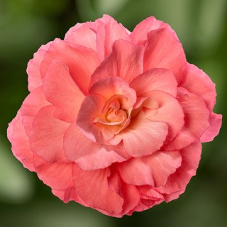 img-0: Бегония клубневая Лимитлесс Санрайз [250 драже] - ООО «Семена Тут»