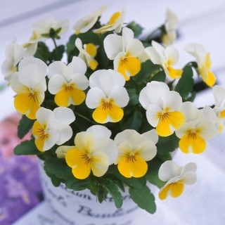 img-1: Виола рогатая Флорал Пауэр F1 Крем Еллоу Лип [1000 шт] - ООО «Семена Тут»