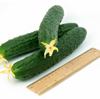 img-2: Огурец Сайбер F1 - ООО «Семена Тут»