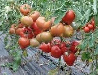 Томат Саймон F1 - ООО «Семена Тут»