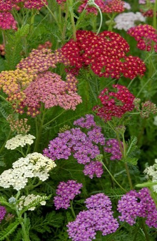 img-1: Тысячелистник Саммер Берри [1000 шт] - ООО «Семена Тут»