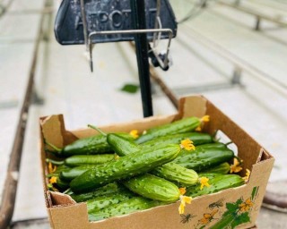 img-2: Огурец Магнит F1 - ООО «Семена Тут»