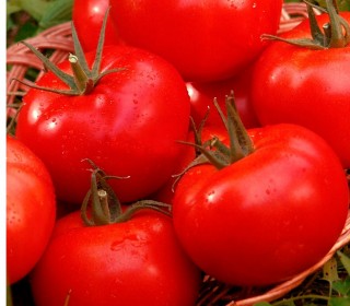 img-0: Томат Маргарита блюз F1 (инкруст. семена) - ООО «Семена Тут»