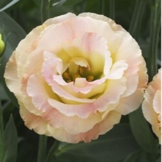 img-0: Эустома Крома 2 Шампань [500 драже] - ООО «Семена Тут»