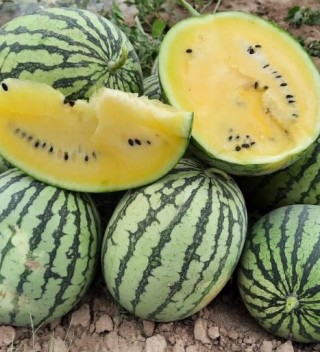 img-1: Арбуз Шампань F1 - ООО «Семена Тут»