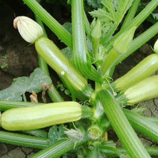 img-1: Кабачок Шерхан F1 - ООО «Семена Тут»