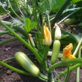 img-1: Кабачок Балхаш F1 - ООО «Семена Тут»