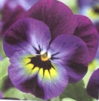 img-0: Виола рогатая Пенни F1 Виолет Блю [1000 шт] - ООО «Семена Тут»