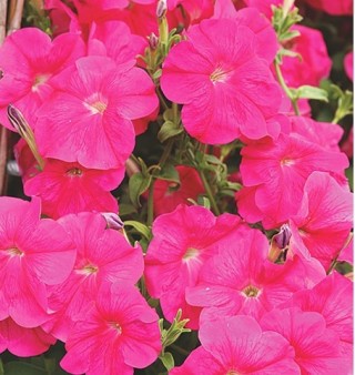 Петуния ампельная Лавина Розовая [1000 драже] - ООО «Семена Тут»