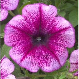 Петуния гибридная Трилоджи Парпл Вейн [1000 драже] - ООО «Семена Тут»