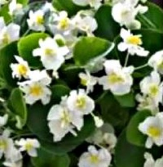 Бегония вечноцветущая махровая Фиона Вайт [250 драже] - ООО «Семена Тут»