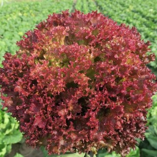 Салат Солос - ООО «Семена Тут»