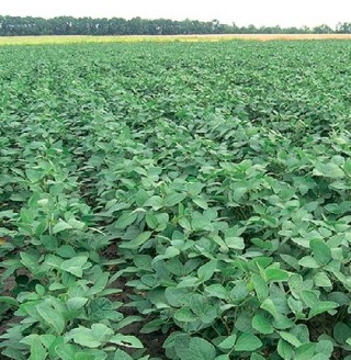 img-0: Соя Дельта - ООО «Семена Тут»