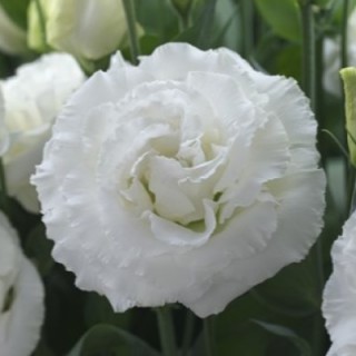 Эустома Купид 3 Вайт [1000 драже] - ООО «Семена Тут»