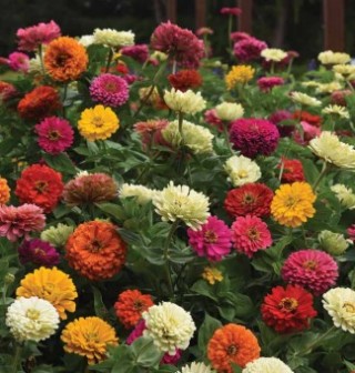 Цинния Стат Файе Микс [1000 шт] - ООО «Семена Тут»