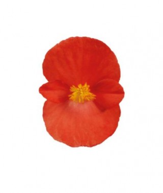 img-1: Бегония вечноцветущая зеленолистная Супер Кул Ред [1000 драже] - ООО «Семена Тут»