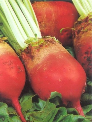 img-1: Свекла кормовая Эккендорфская красная - ООО «Семена Тут»