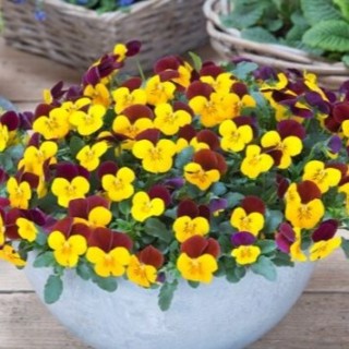 img-0: Виола рогатая Флорал Пауэр F1 Еллоу Ред Винг [1000 шт] - ООО «Семена Тут»