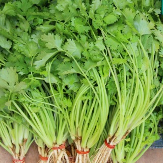 Кориандр Тарзан - ООО «Семена Тут»