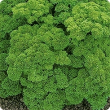 Петрушка Мооскраузе 2 - ООО «Семена Тут»