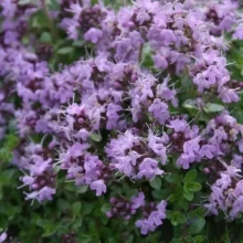 img-1: Чабер огородный Ароматный - ООО «Семена Тут»