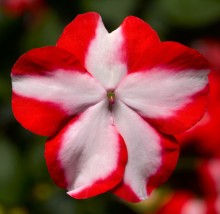 Бальзамин Акцент Премиум Оранж Стар [1000 шт] - ООО «Семена Тут»