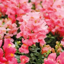 Львиный зев Снэппи Пинк [1000 шт] - ООО «Семена Тут»