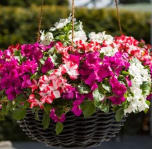 img-1: Бальзамин Имара F1 Микс [1000 шт] - ООО «Семена Тут»