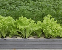 img-1: Салат Абордаж - ООО «Семена Тут»