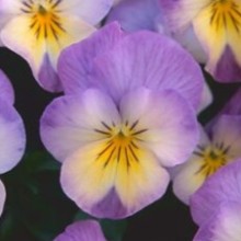 Виола рогатая Флорал Пауэр F1 Пинк Лемон Лип [1000 шт] - ООО «Семена Тут»