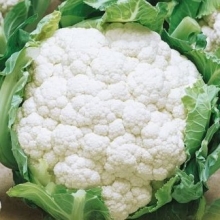 Капуста цветная Спейс Стар F1 - ООО «Семена Тут»