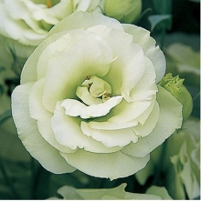 Эустома Арена 3 Грин  [1000 драже] - ООО «Семена Тут»