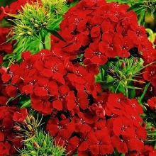 Гвоздика Турецкая Алая красавица - ООО «Семена Тут»