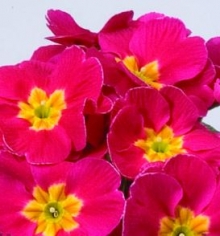 Примула Орион Черри [250 шт] - ООО «Семена Тут»