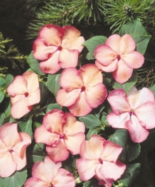 Бальзамин Баланс Салмон Пикоти [100 шт] - ООО «Семена Тут»