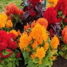 Целозия перистая Аррабона  [1000 шт] - ООО «Семена Тут»