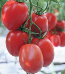 Томат Лезгинка F1 - ООО «Семена Тут»