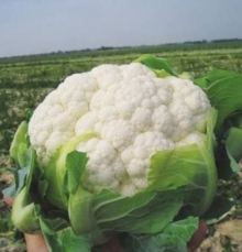 Капуста цветная Флирт F1 - ООО «Семена Тут»