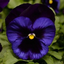 Виола крупноцветковая Матрикс Деним [1000шт] - ООО «Семена Тут»