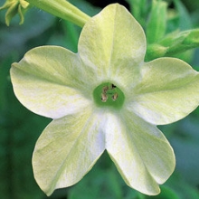 Табак Сандер Авалон Лайм [1000 драже] - ООО «Семена Тут»