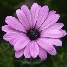 Остеоспермум Пэшн Роуз [250 шт] - ООО «Семена Тут»