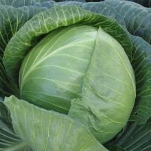 Капуста белокочанная Кабтон F1 - ООО «Семена Тут»