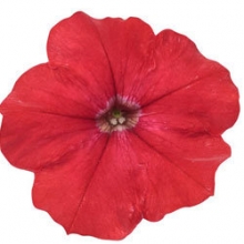 Петуния ампельная Эксплорер Скарлет [100 драже] - ООО «Семена Тут»