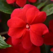 Бальзамин новогвинейский Дивайн Ред [100 шт] - ООО «Семена Тут»
