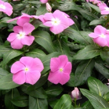 Катарантус Кора Дип Лавендер [100 шт] - ООО «Семена Тут»